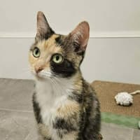 Photo of Hazel 