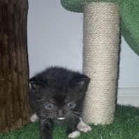 Photo of Sylvester And Frankie 