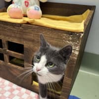 Photo of Misty
