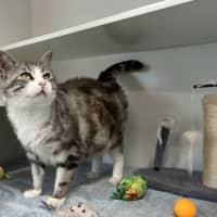 Photo of Pinky