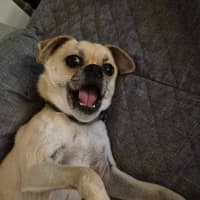 Photo of Bailey