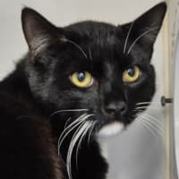 Photo of Amos