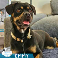 Photo of Emmy 
