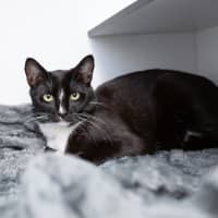 Photo of Jetson
