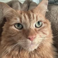 Photo of Gus   In Foster Care In Oak Park