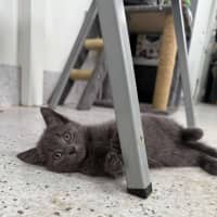 Photo of Pebbles