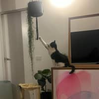 Photo of Sylvester   In Foster Care In Collingwood