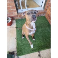 Photo of Tornado *$250 Adoption Fee*