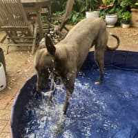 Photo of Meeka, The Loveable Young Rescue Greyhound