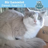 Photo of Sir Lancelot