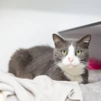 Photo of Sox