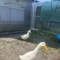 Photo of Daffy 