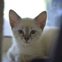 Photo of Pixie