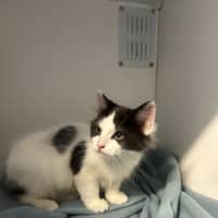 Photo of Rangi (Maxibon)
