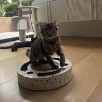 Photo of Lemon Balm *Adoption Pending*