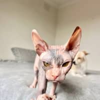 Photo of Echo (Was Roxanne)