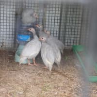 Photo of Baby Guinea Fowls