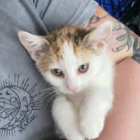 Photo of Jinx **2nd Chance Cat Rescue**