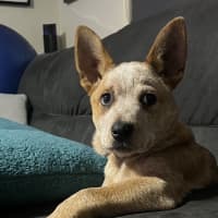 Photo of Echo