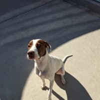 Photo of Bella