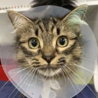 Photo of Luna