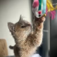 Photo of Cleo   Located In Kensington