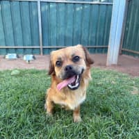 Photo of Barney