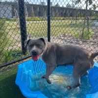 Photo of Zena Imp 1167