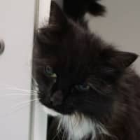 Photo of Cora