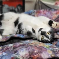 Photo of 🐈‍⬛ Blaze 💕