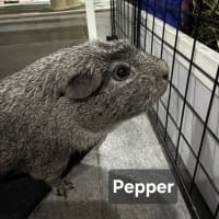 Photo of Pepper 
