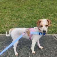 Photo of Derek   2 Year Old Mini Poodle