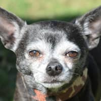 Photo of Atticus
