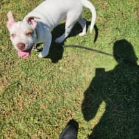 Photo of Drizella (64503)