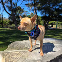 Photo of Pedro   3 Year Old Chihuahua