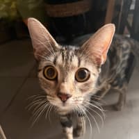 Photo of Cookie