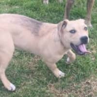 Photo of Zayne ~ 4 Month Old Male Staffy X