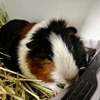 Photo of Pignelope