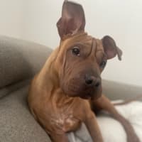 Photo of Shiloh