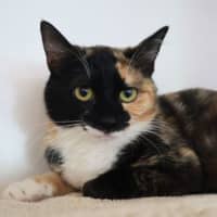 Photo of Nutmeg