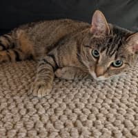 Photo of Gracie Meet Me@Petstock Chelsea Store