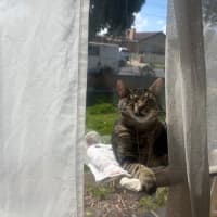 Photo of Tommy