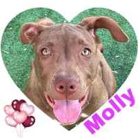 Photo of Molly