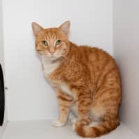 Photo of Kricket