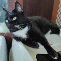 Photo of Jett