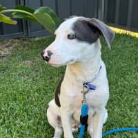 Photo of Hex   5 Month Old Mastiff X