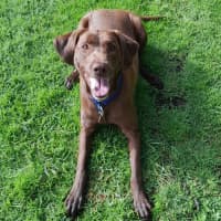 Photo of Scout