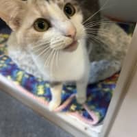 Photo of Kitty