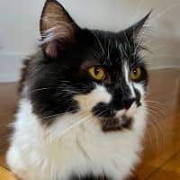 Photo of Shadow