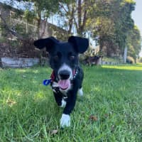 Photo of Marley   4 Month Old Dachshund X (Hold)